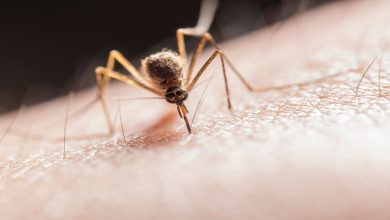 West Nile Virus